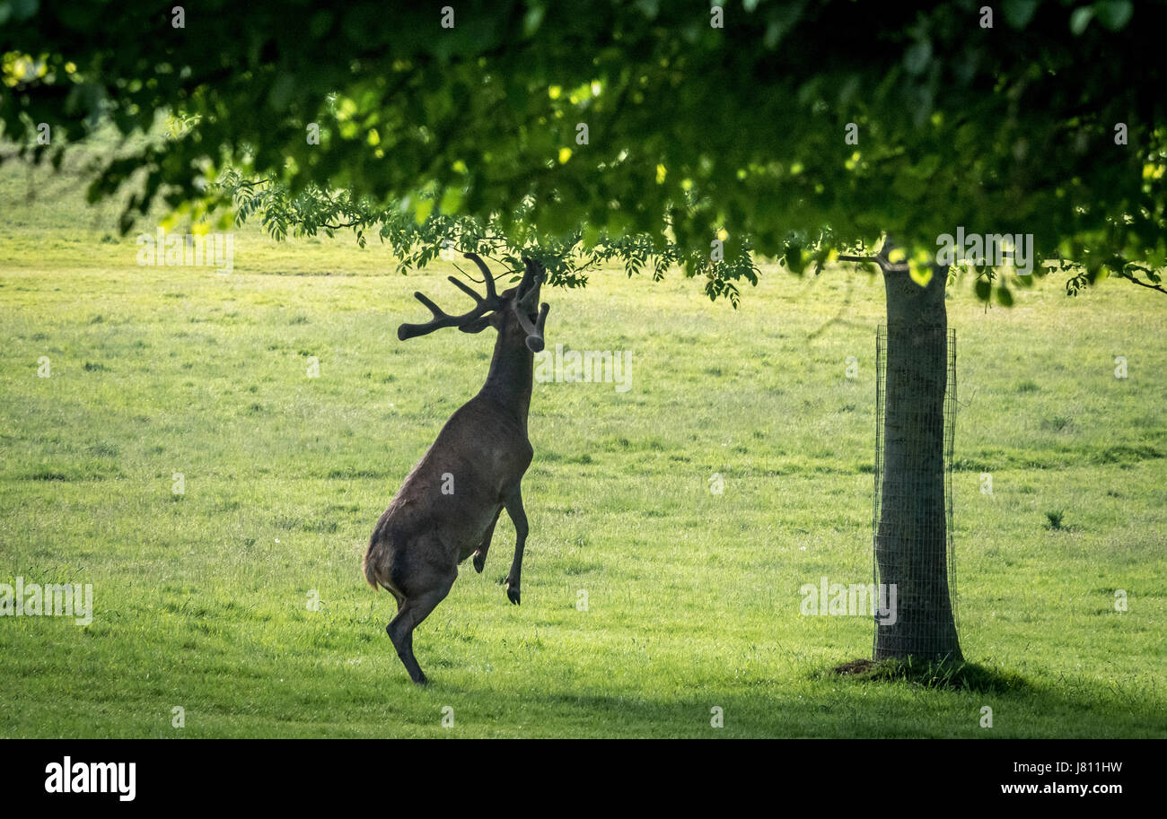 Rothirsch, Wollaton Park, Nottingham, UK. Stockfoto