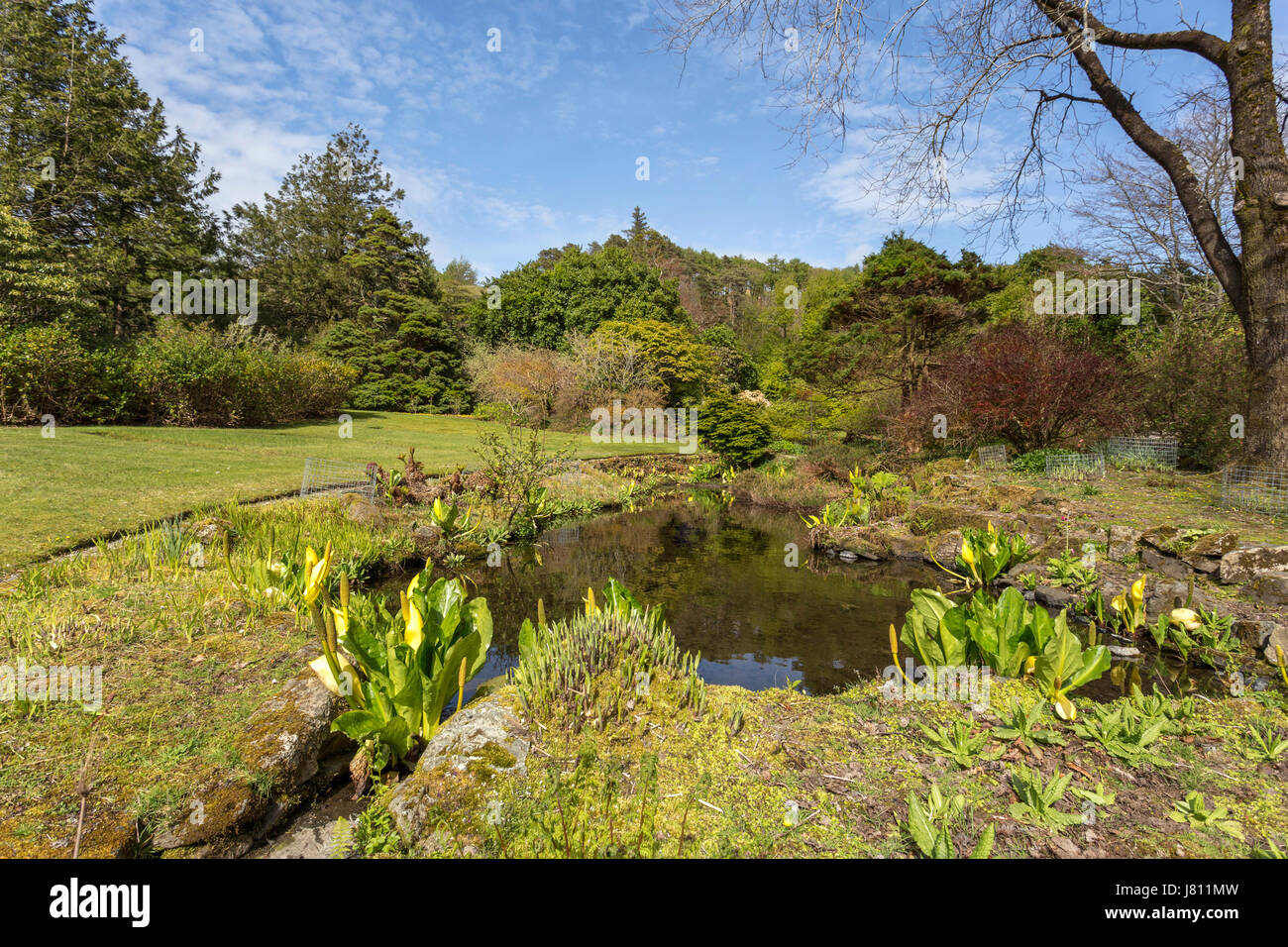 Lysichiton Americanus oder gelbe Skunk Kohl wächst an einem Teich in Arduaine garden, Argyll and Bute, Scotland, Großbritannien. Stockfoto