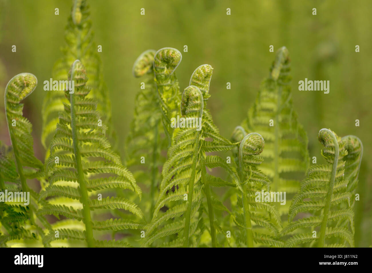 Farn schießt (Pteridium Aquilinum) in Arduaine Garden, Argyll and Bute, Scotland, United Kingdom. Stockfoto