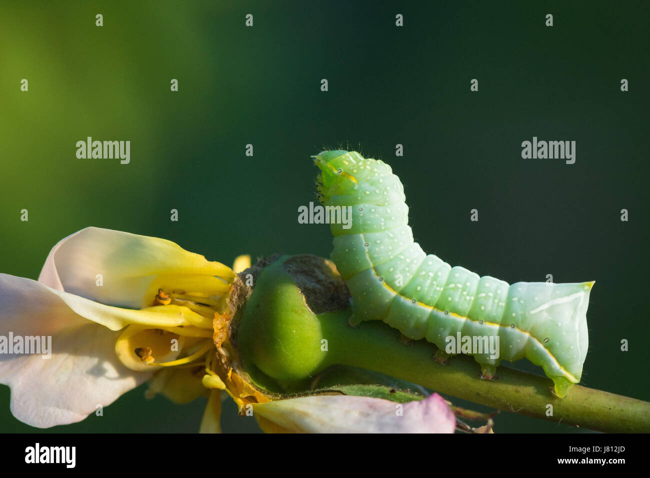 Caterpillar der Fütterung auf eine kultivierte Rose Kupfer Underwing Motte Stockfoto