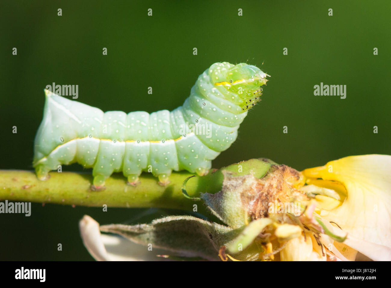 Caterpillar der Fütterung auf eine kultivierte Rose Kupfer Underwing Motte Stockfoto