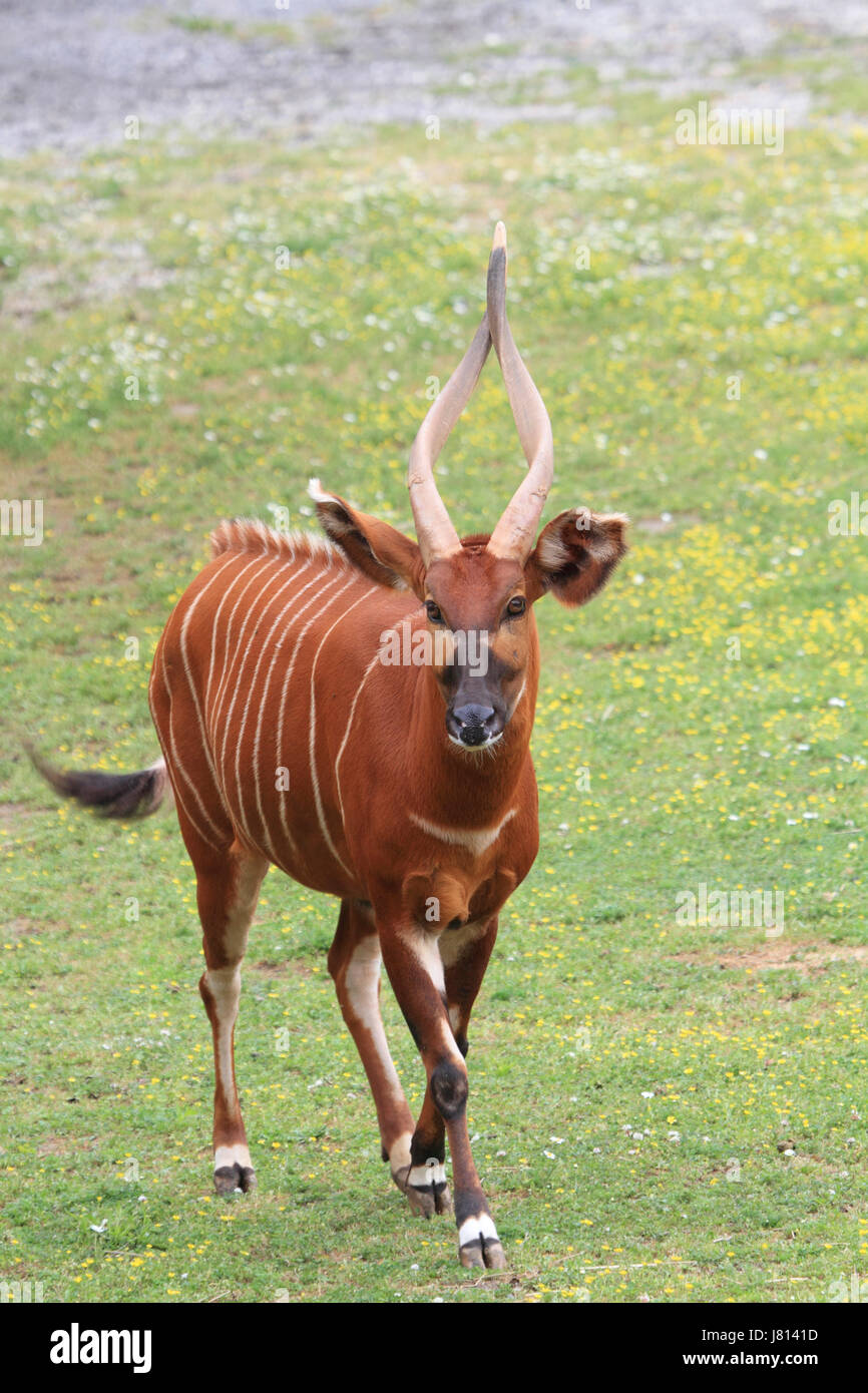 Bongo, Tragelaphus eurycerus Stockfoto