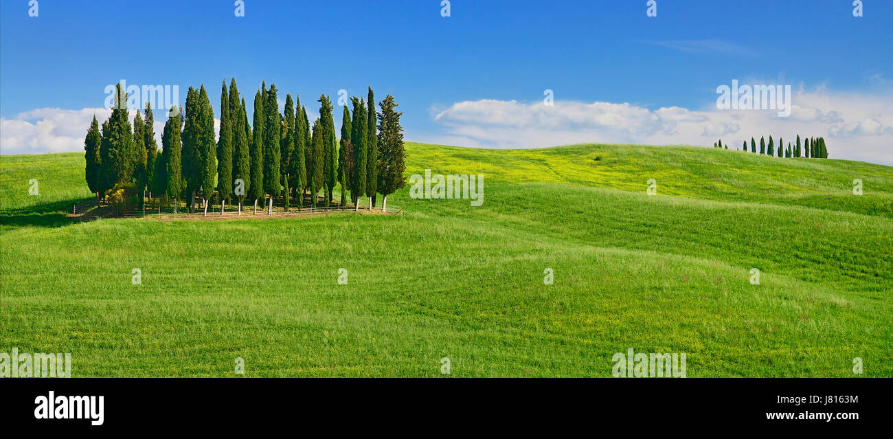 Italien, Toskana, Val D'Orcia, berühmte Cypress Grove in der Nähe von San Quirico D'Orcia. Stockfoto