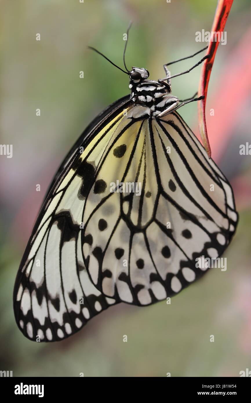 Filiale empfindliche Gleichgewicht anmutig Makro Nahaufnahme Makro Aufnahme Nahaufnahme Stockfoto