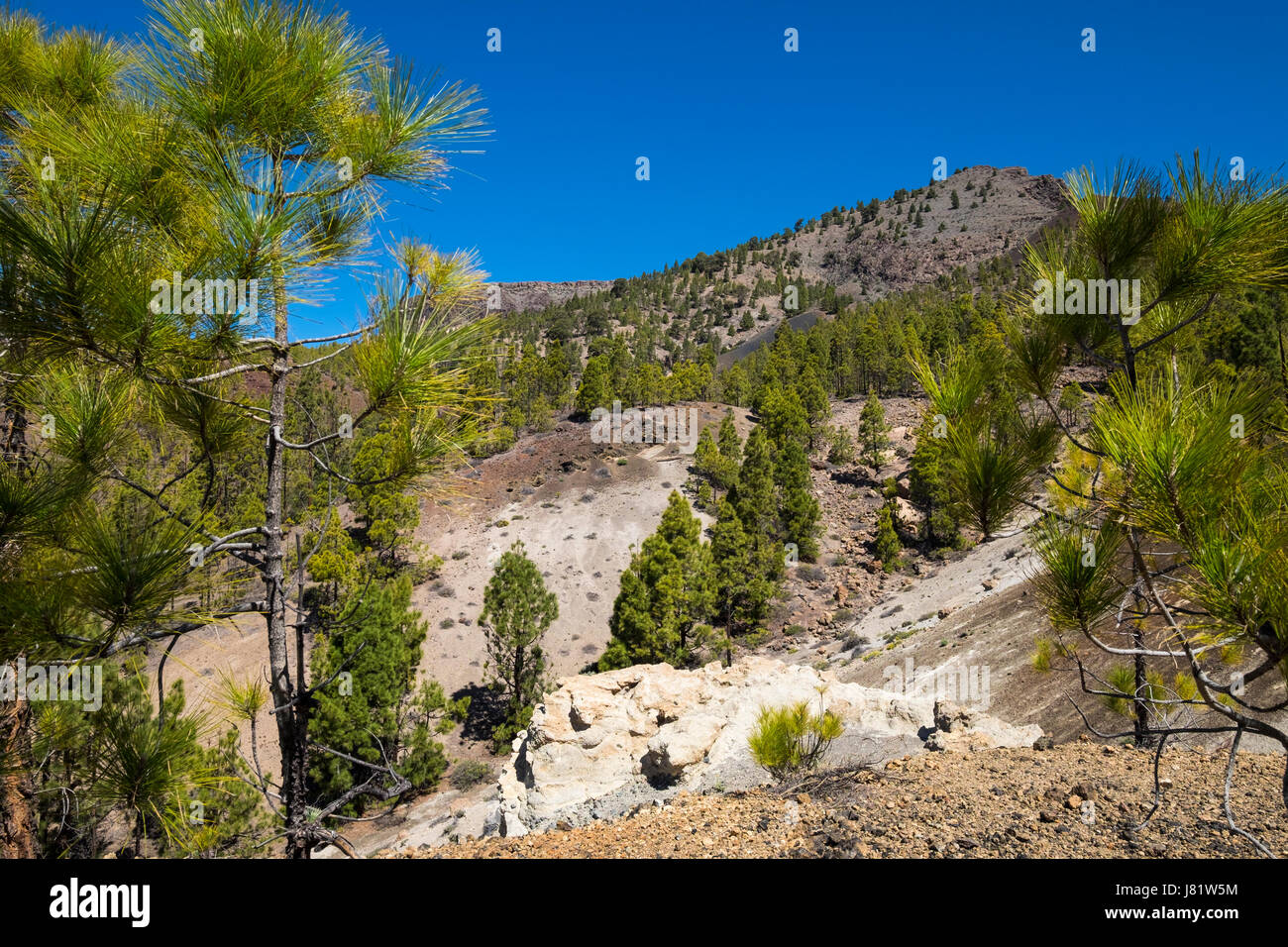 Bims Stein Felsen auf dem Weg zur Paisaje Lunar, Mondlandschaft Bereich über Vilaflor in den Bergen auf Teneriffa, Kanarische Inseln, Spanien Stockfoto