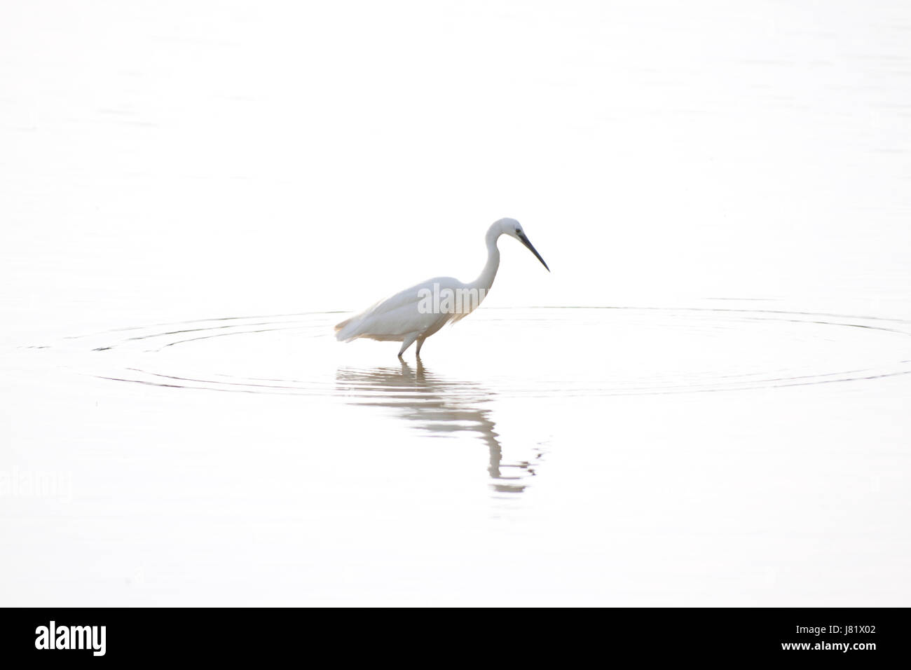 Tiere Vogel Vögel Wasservögel Wasservogel Reiher Süßwassersee im Landesinneren Gewässer Stockfoto