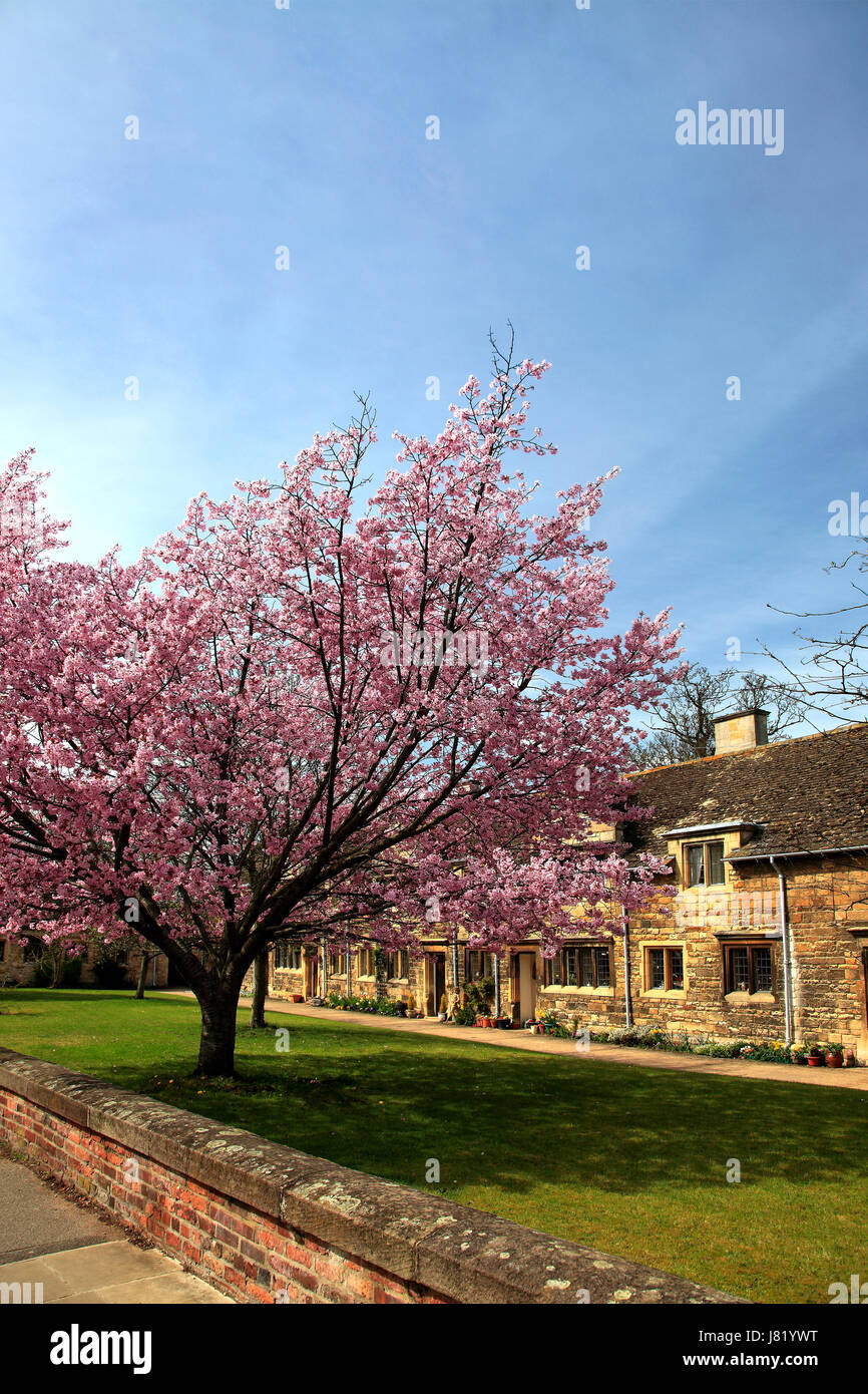 Frühling Kirschbäume, Lord Burghleys Krankenhaus Armenhäuser, Stadt Stamford, Lincolnshire England Großbritannien UK Stockfoto