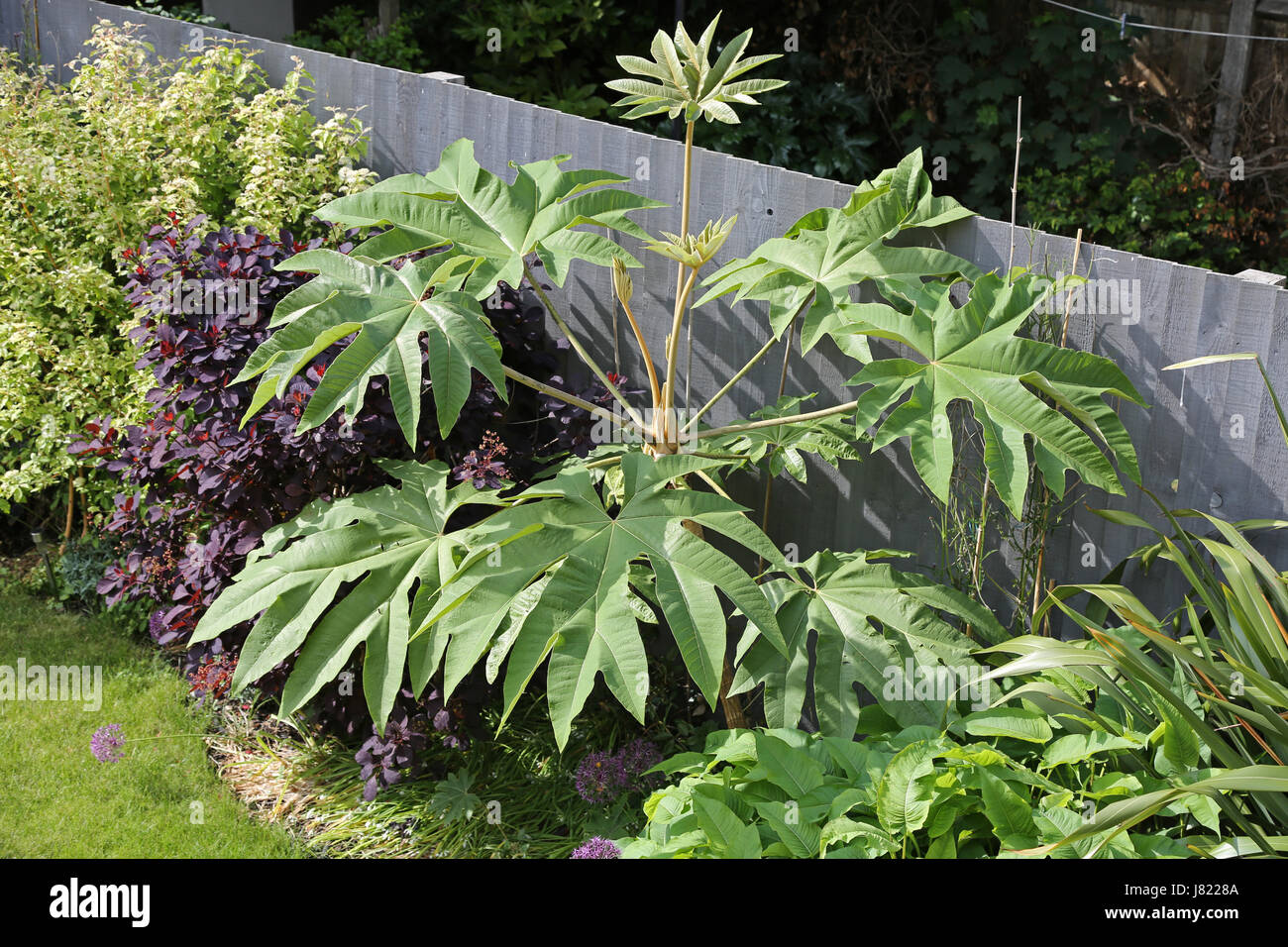 Eine vier Jahre alte Tetrapanax Papyrifer Pflanze abgebildet in einem südlichen Garten London, UK. Heimisch in Taiwan, wird dieser tropischen Pflanze in Großbritannien populär Stockfoto