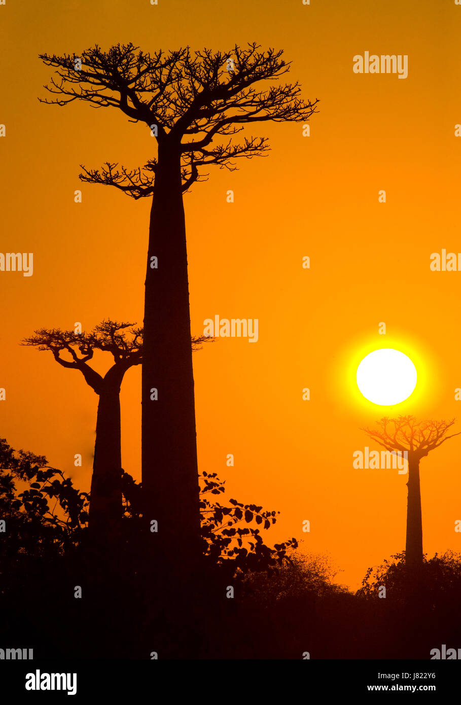 Avenue der Baobabs bei Sonnenuntergang. Allgemeine Ansicht. Madagaskar. Stockfoto