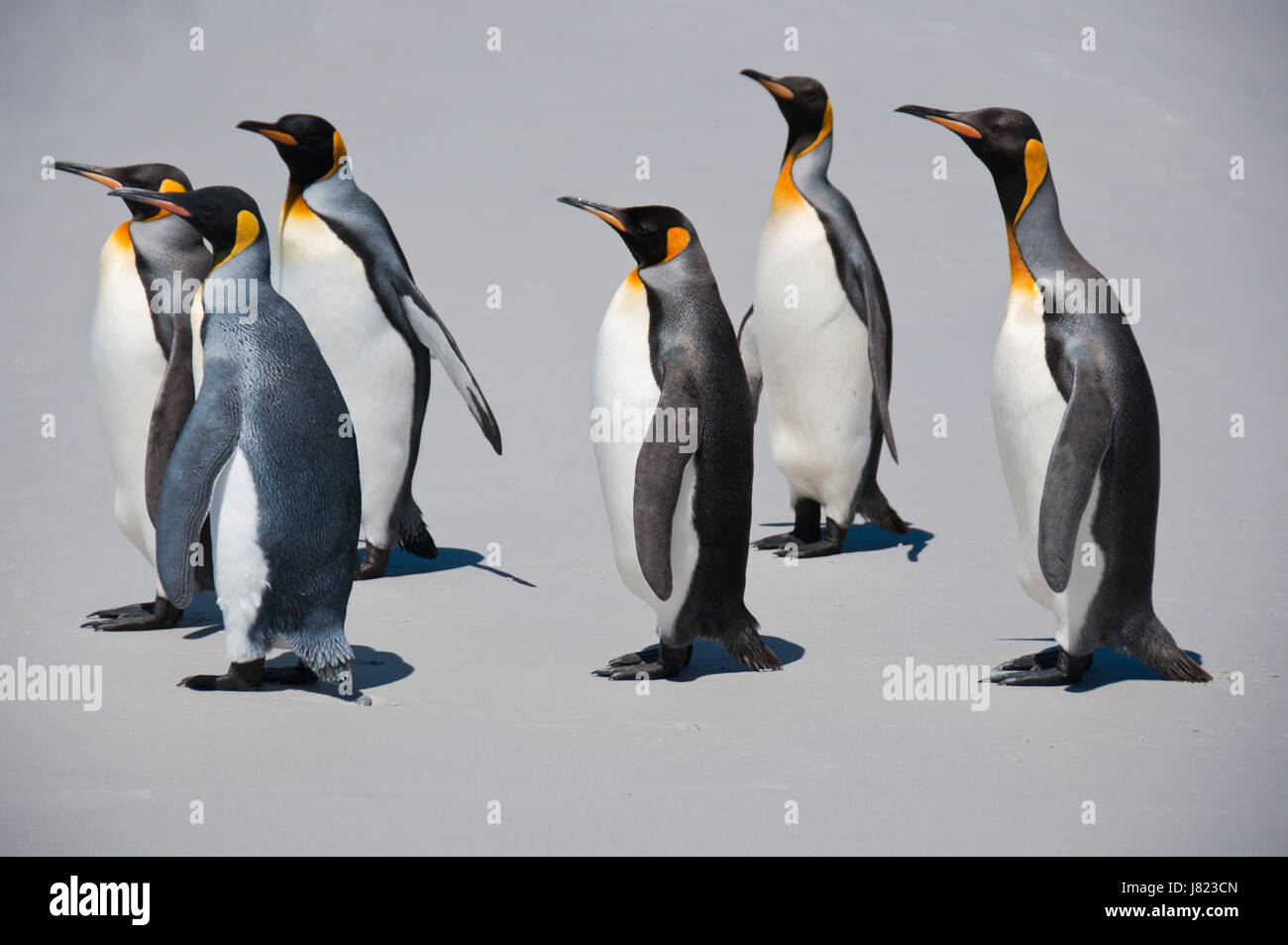Tiere-Pinguine-Strand-Meer Strand Meer Vögel sechs Antarktis grau Stockfoto