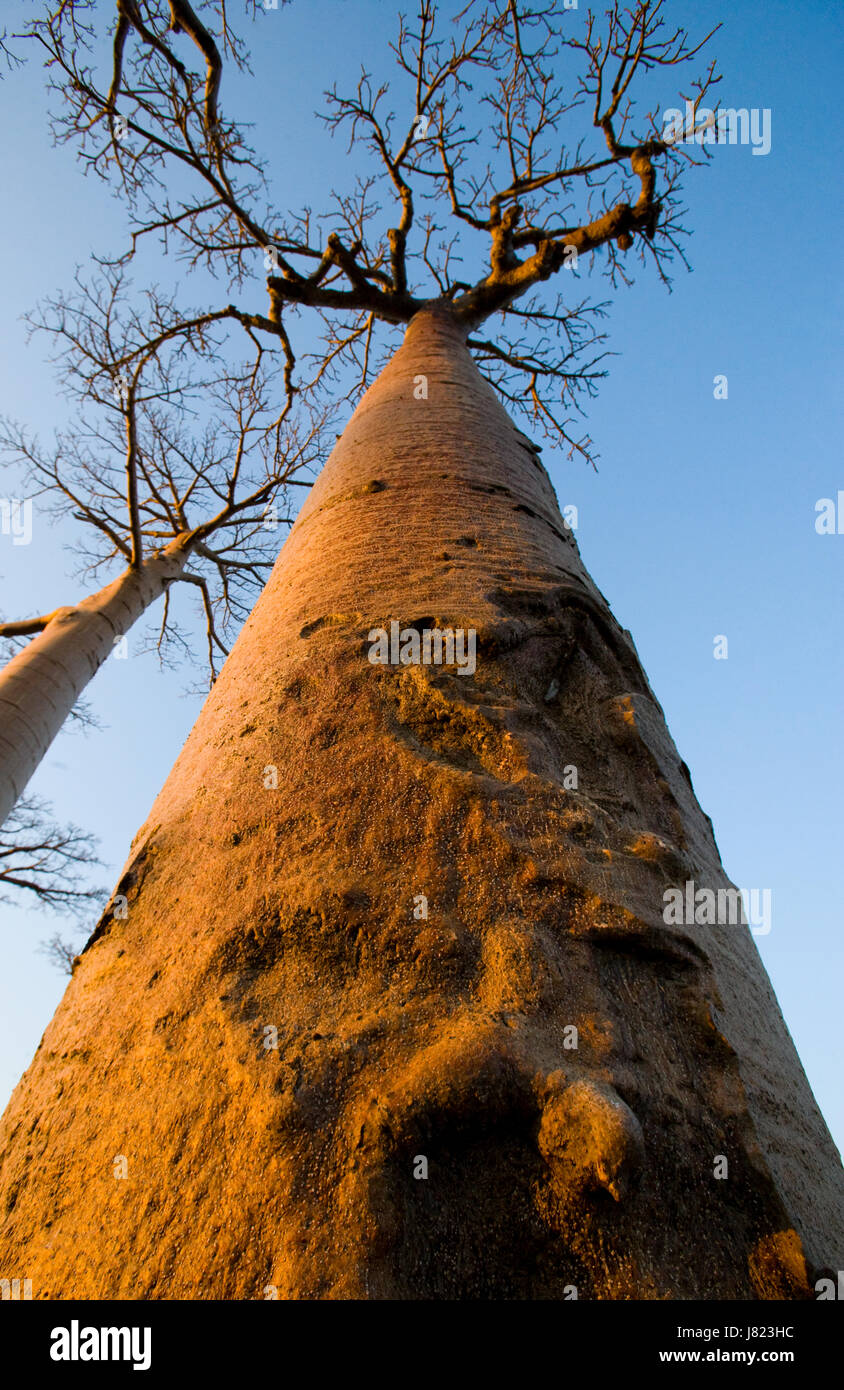 Baobab auf blauem Hintergrund. Madagaskar. Stockfoto