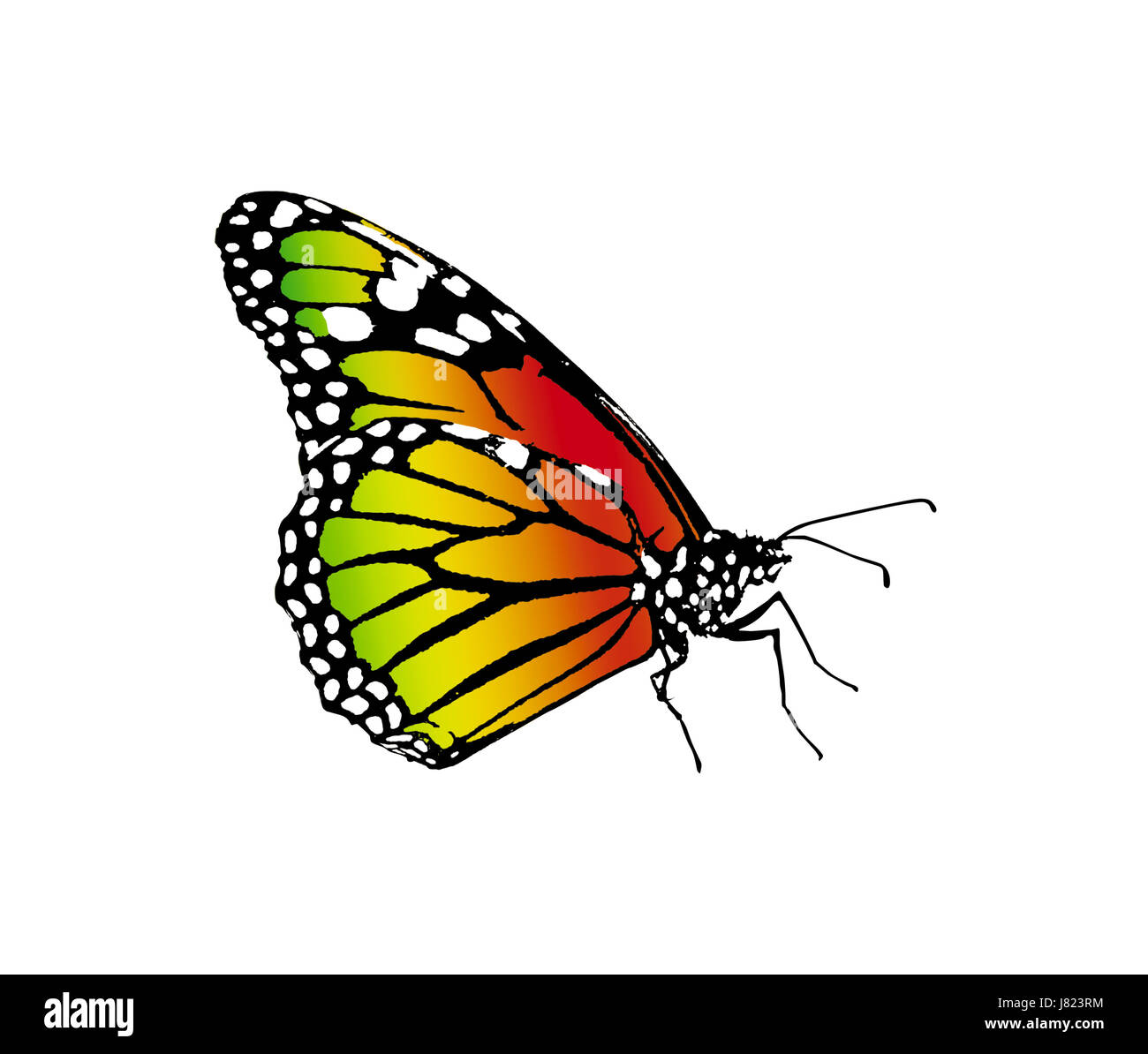 isolierte Insekt Schmetterling Monarch bunte Farben Farben hell isoliert Stockfoto
