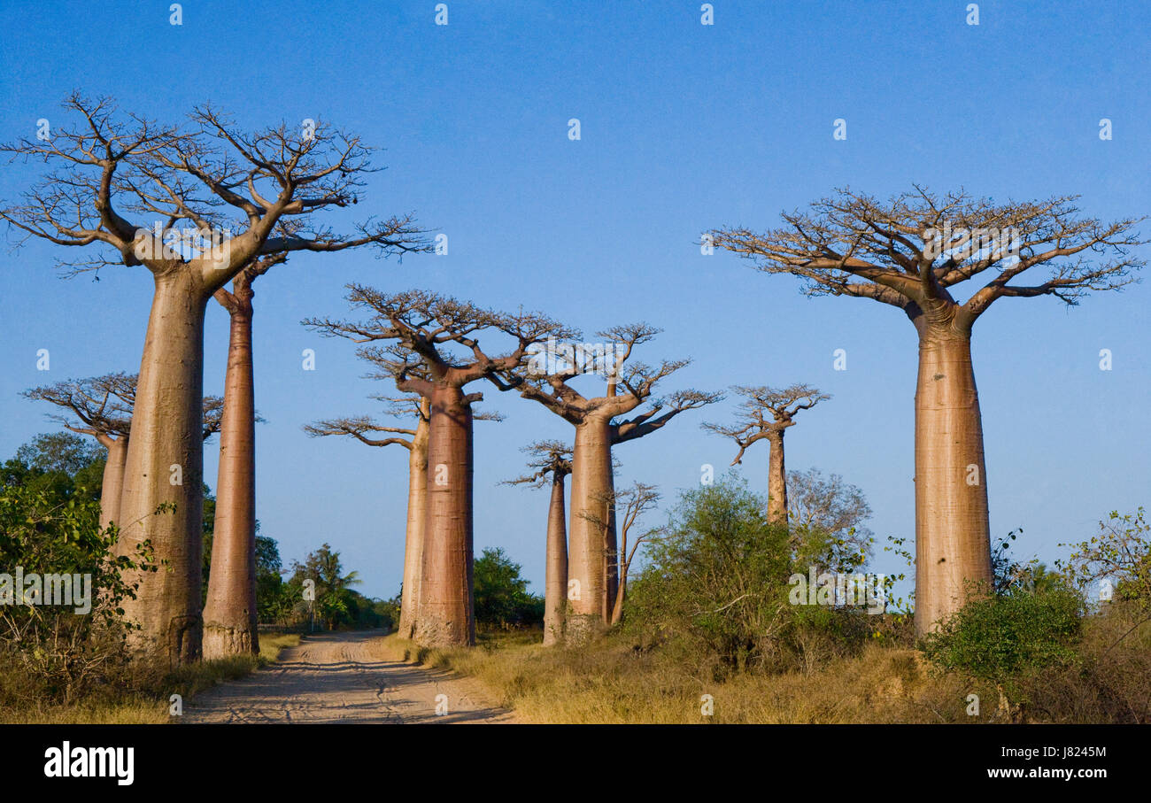 Avenue of Baobabs. Allgemeine Ansicht . Madagaskar. Stockfoto