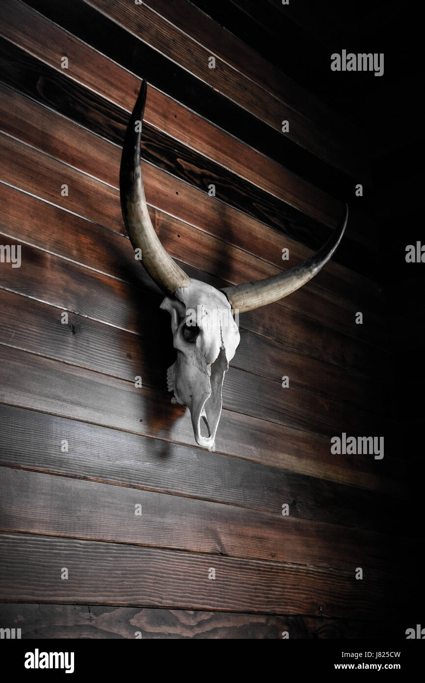 Tod von einem Longhorn Stockfoto