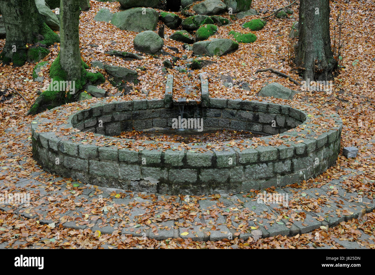 herbstliche Hessen Brunnen Quelle Mythos Säge Herbst Herbst Siegfriedbrunnen lindenfels Stockfoto
