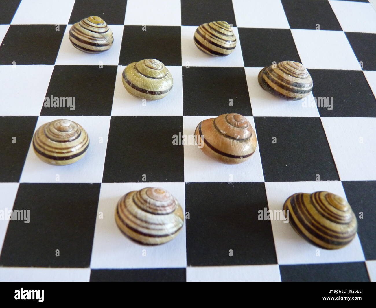 Mehrere Streifen Schneckenhäuser auf einem schwarzen und weißen Schachbrett-Board angezeigt. Im Quadrat auf. Stockfoto