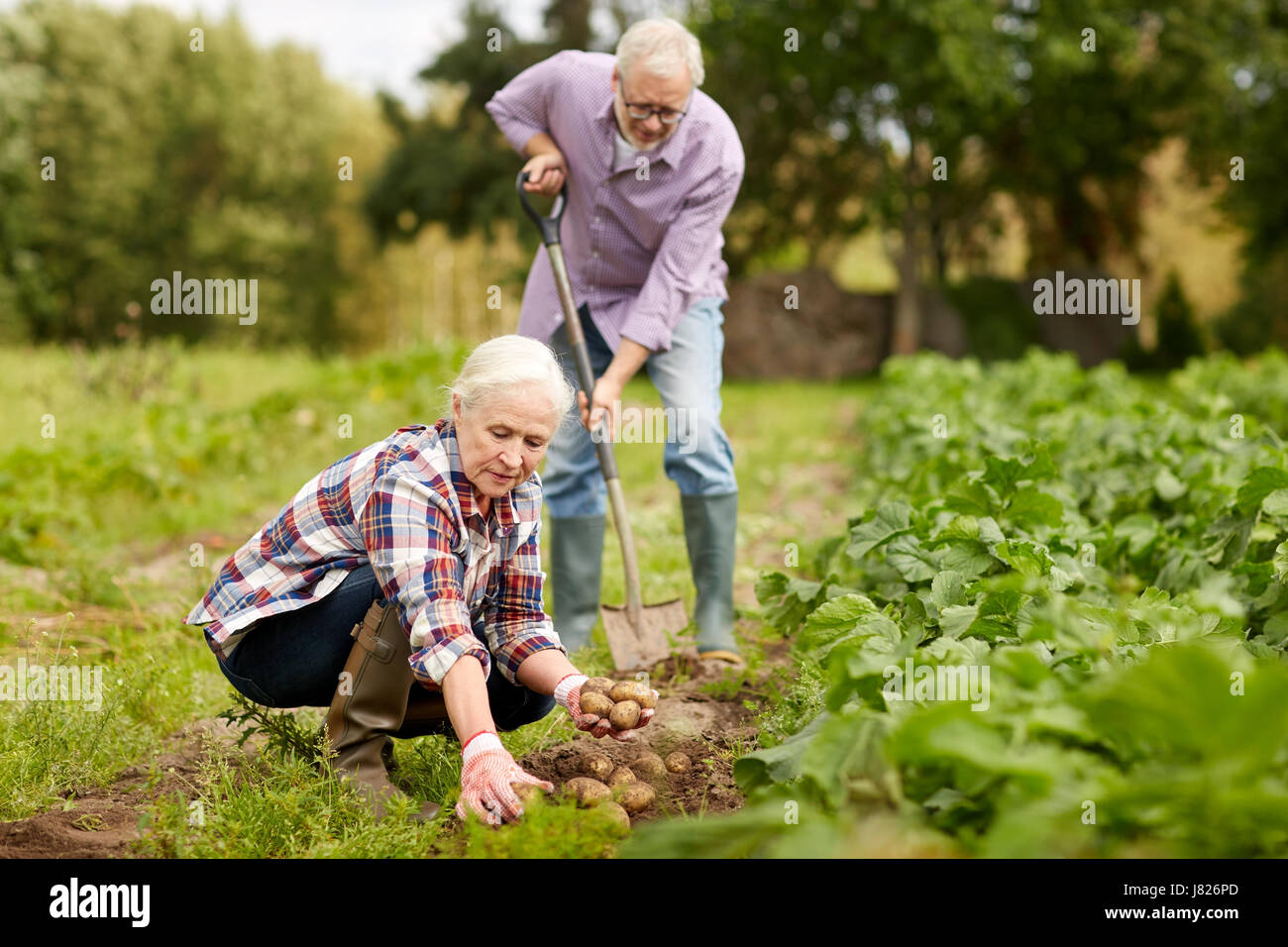 älteres paar Pflanzen Kartoffeln im Garten oder Hof Stockfoto