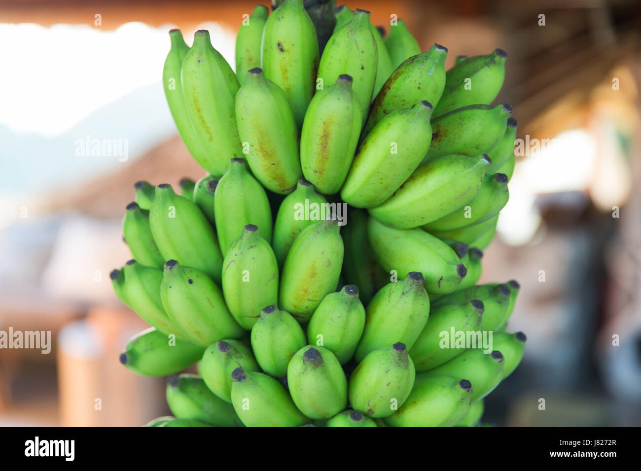 Reihe von grünen Bananen am Wochenmarkt Stockfoto
