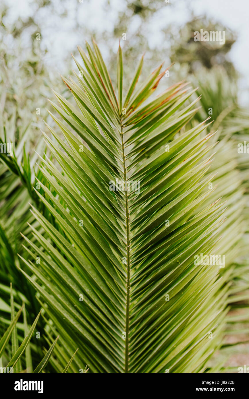 Kanarische Dattelpalme Baum Blatt "Phoenix Canariensis" Stockfoto