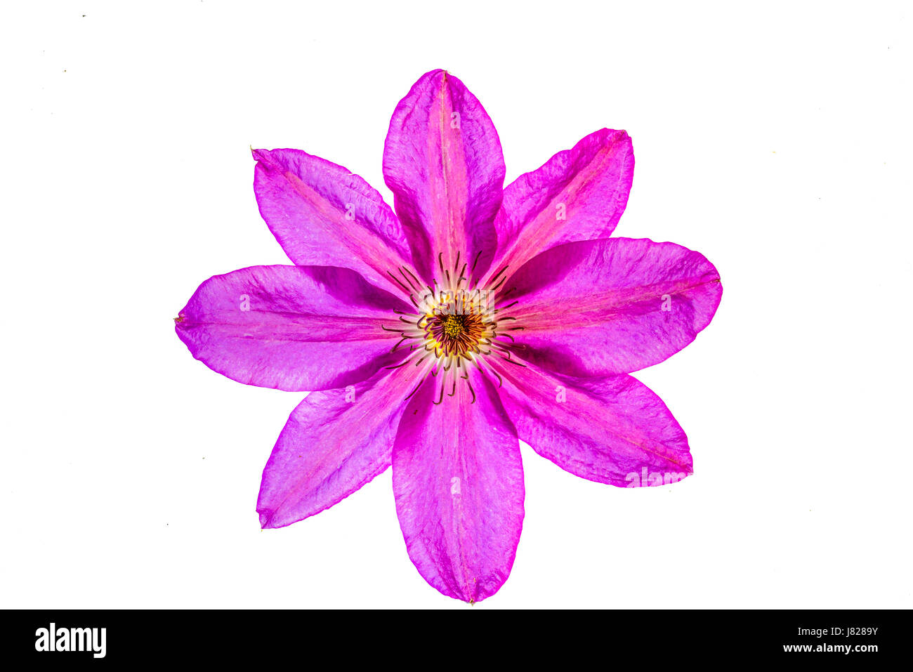 Auge-grabbing Farben eine achtfache scharlachrote Blüte aus einer Kletterpflanze Stockfoto