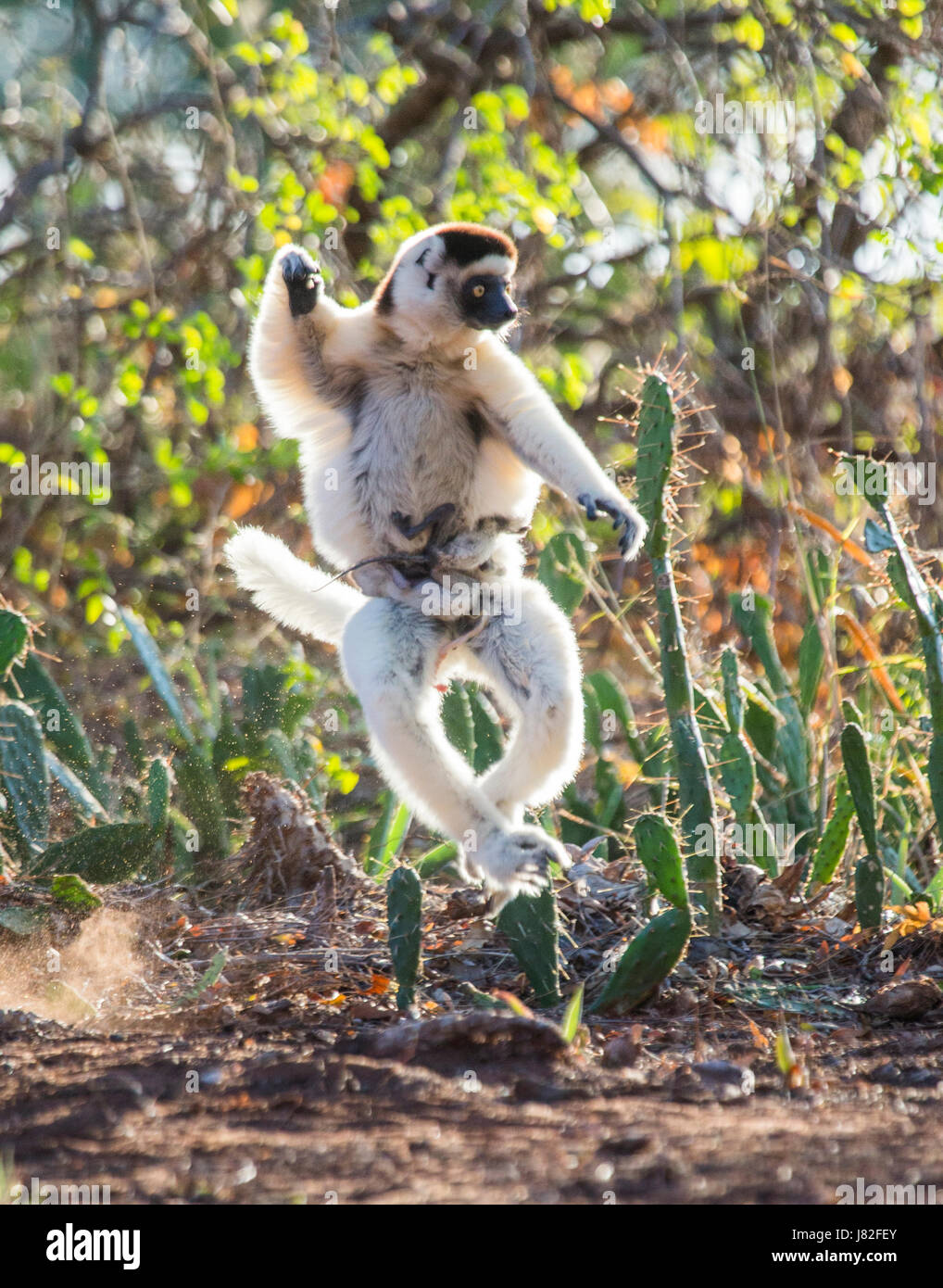 Tanzen Sifaka springt. Madagaskar. Stockfoto