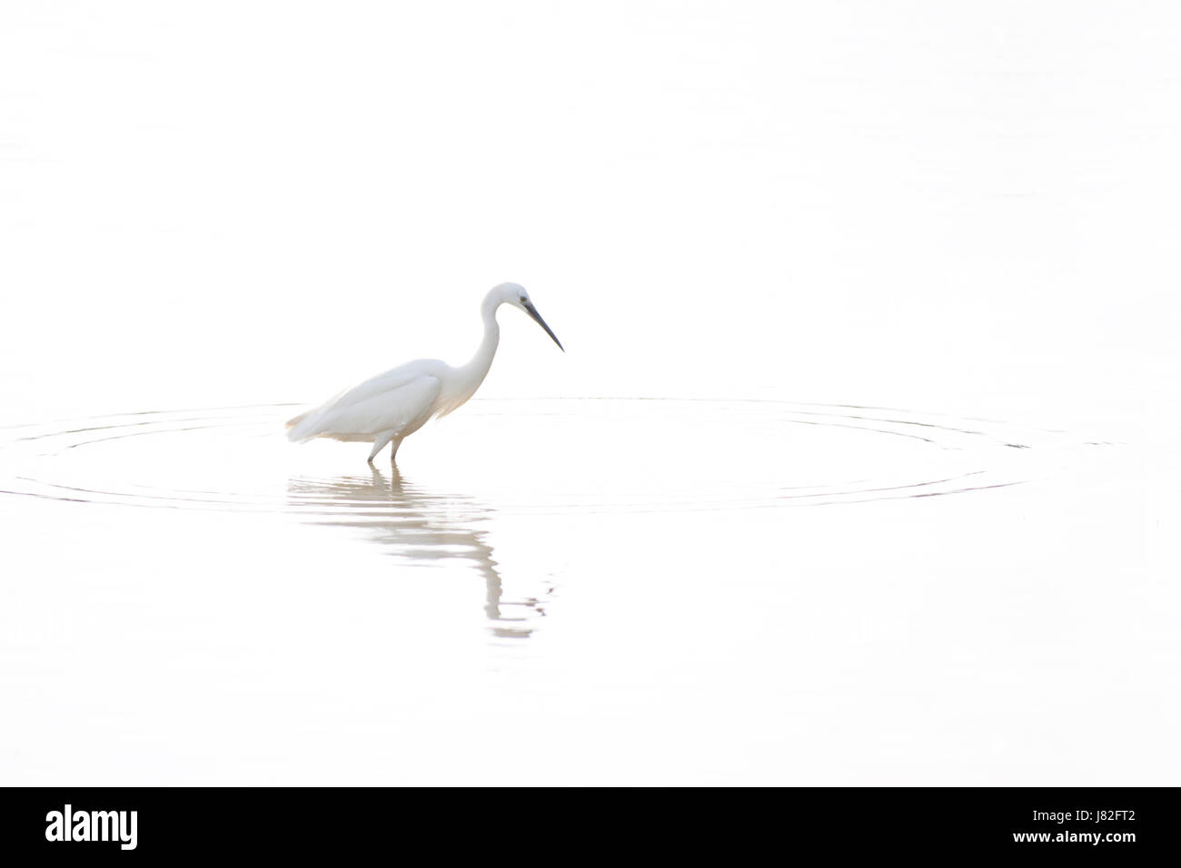 Tiere Vogel Vögel Wasservögel Wasservogel Reiher Süßwassersee im Landesinneren Gewässer Stockfoto
