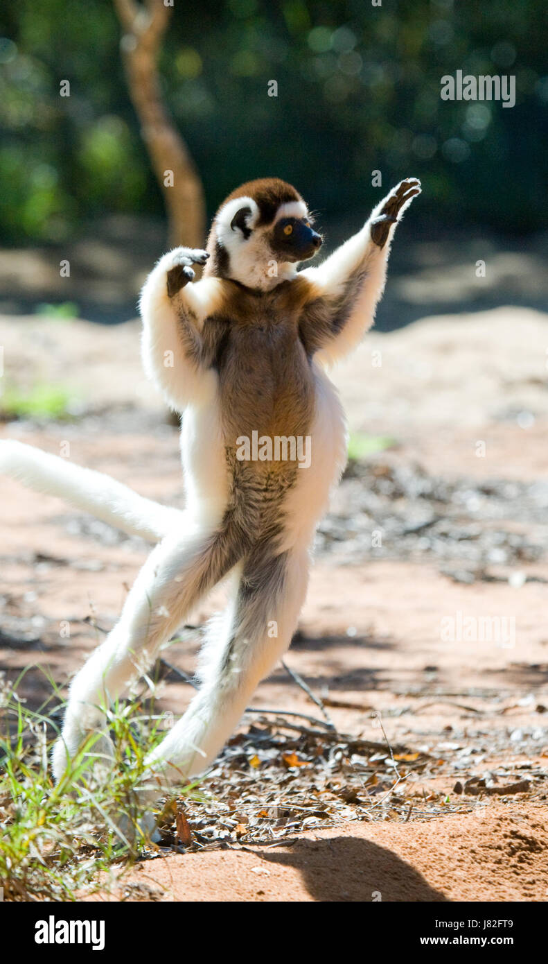 Tanzen Sifaka springt. Madagaskar. Stockfoto