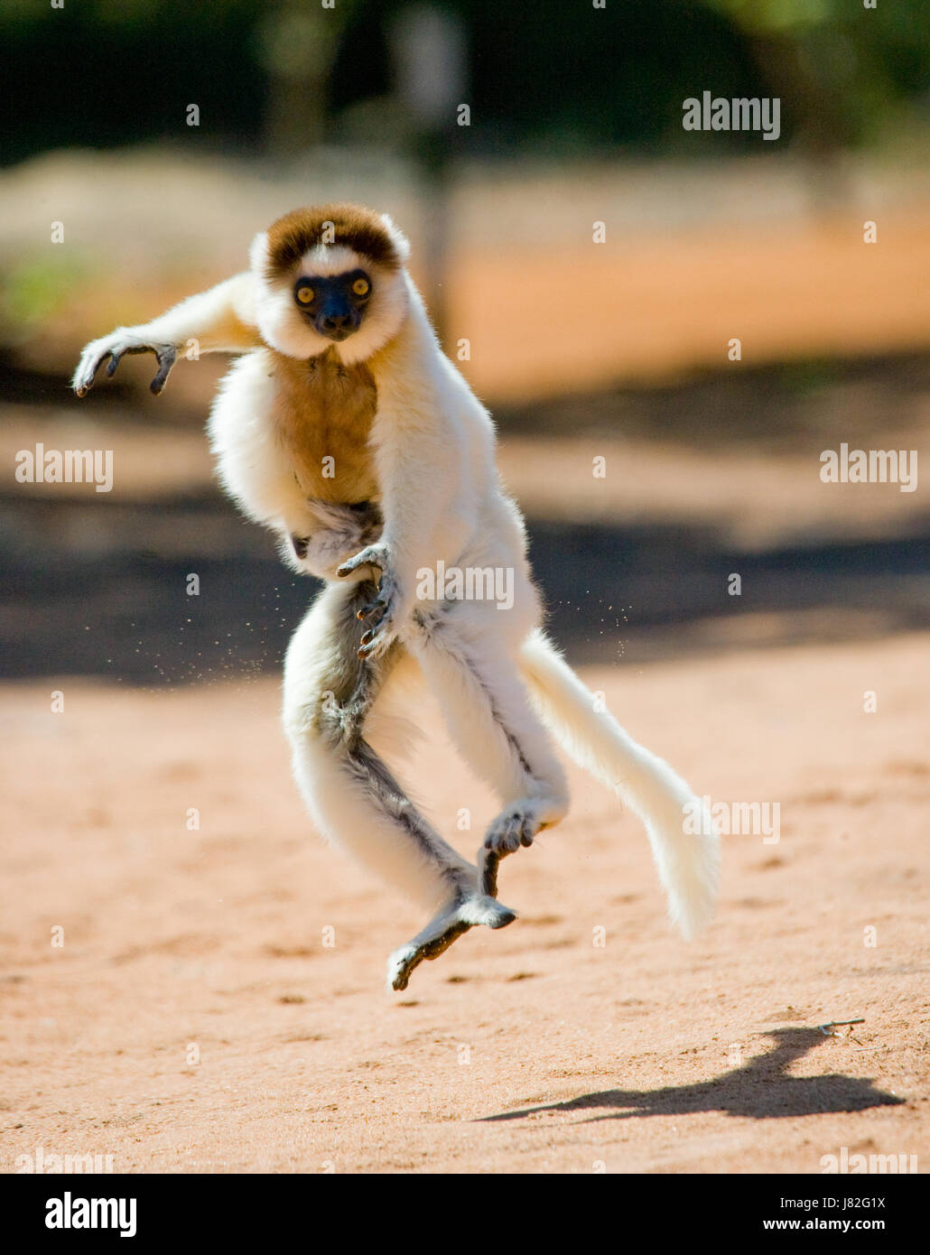 Tanzen Sifaka Verreaux's Sifaka (Propithecus verreauxi) springt. Berenti Nationalpark. Madagaskar. Stockfoto