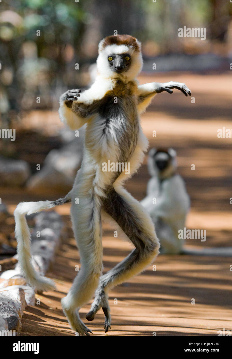 Tanzen Sifaka springt. Madagaskar. Stockfoto