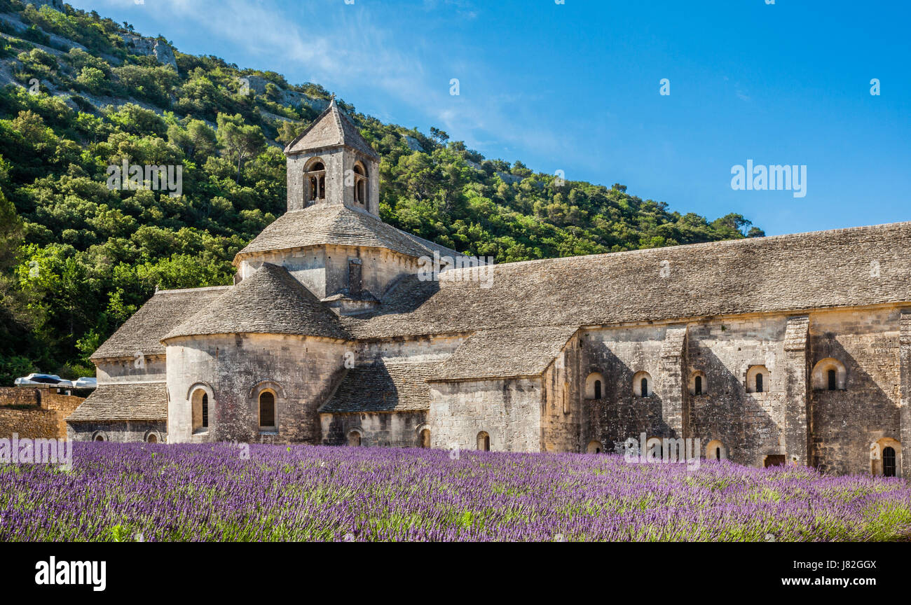Frankreich, Provence-Alpes-Cote d ' Azur, Vaucluse, Lubéron, Sénanque Abbey, Abbaye Notre-Dame de Sénanque, Blick auf die Zisterzienser-Abtei mit Lavendelfeld Stockfoto