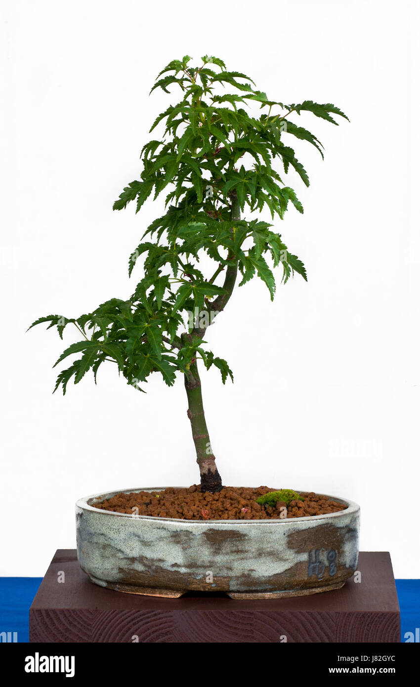 sdseemyrte bonsai Serissa Phoetida - Bonsais