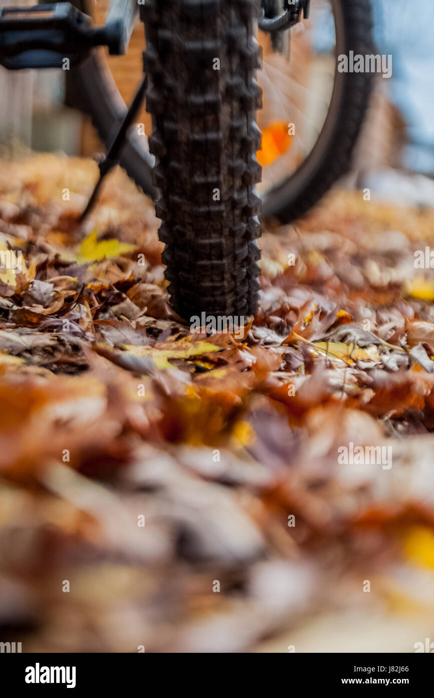 Mountain Bike Reifen auf dem Boden, bedeckt mit gelben Blättern Stockfoto