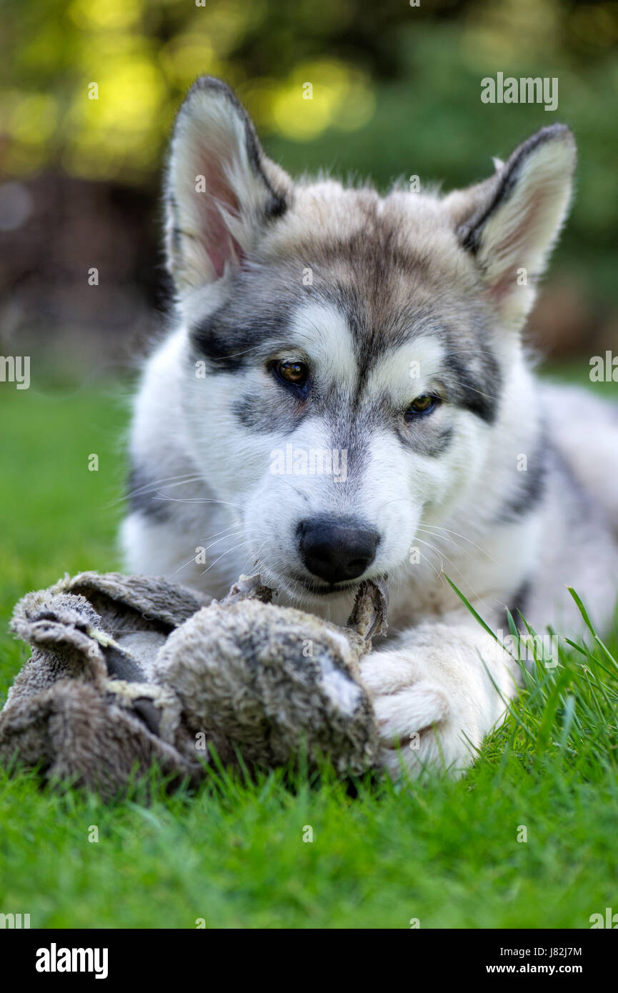 Haustier, Hund, Welpe, Wolf, Schlitten, Alaska, Malamut husky Stockfoto