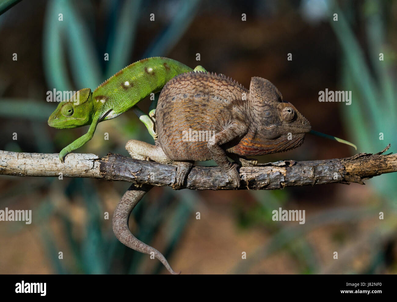 Zwei verschiedene Farben des Chamäleons sitzen auf einem Ast. Madagaskar. Stockfoto