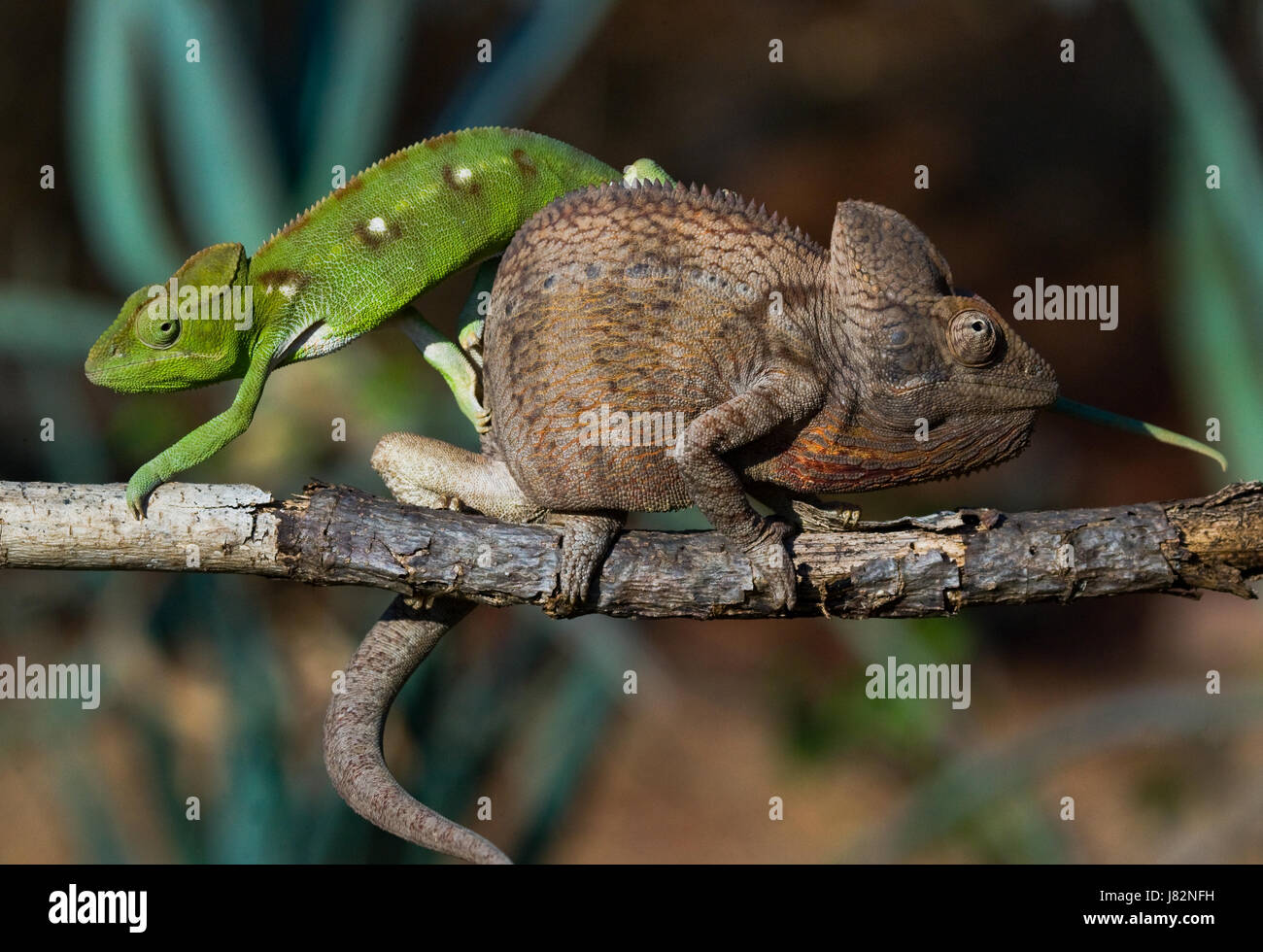 Zwei verschiedene Farben des Chamäleons sitzen auf einem Ast. Madagaskar. Stockfoto