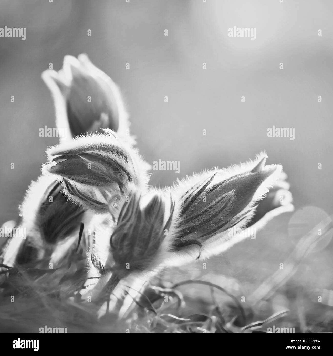 Schöne lila kleinen pelzigen Kuhschelle. (Pulsatilla Grandis) Pulsatilla Patens. Pasqueflowers. Blühen auf Frühlingswiese. Stockfoto