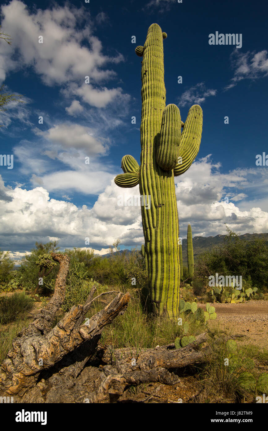 Suguaro Nationalpark in Arizona Stockfoto