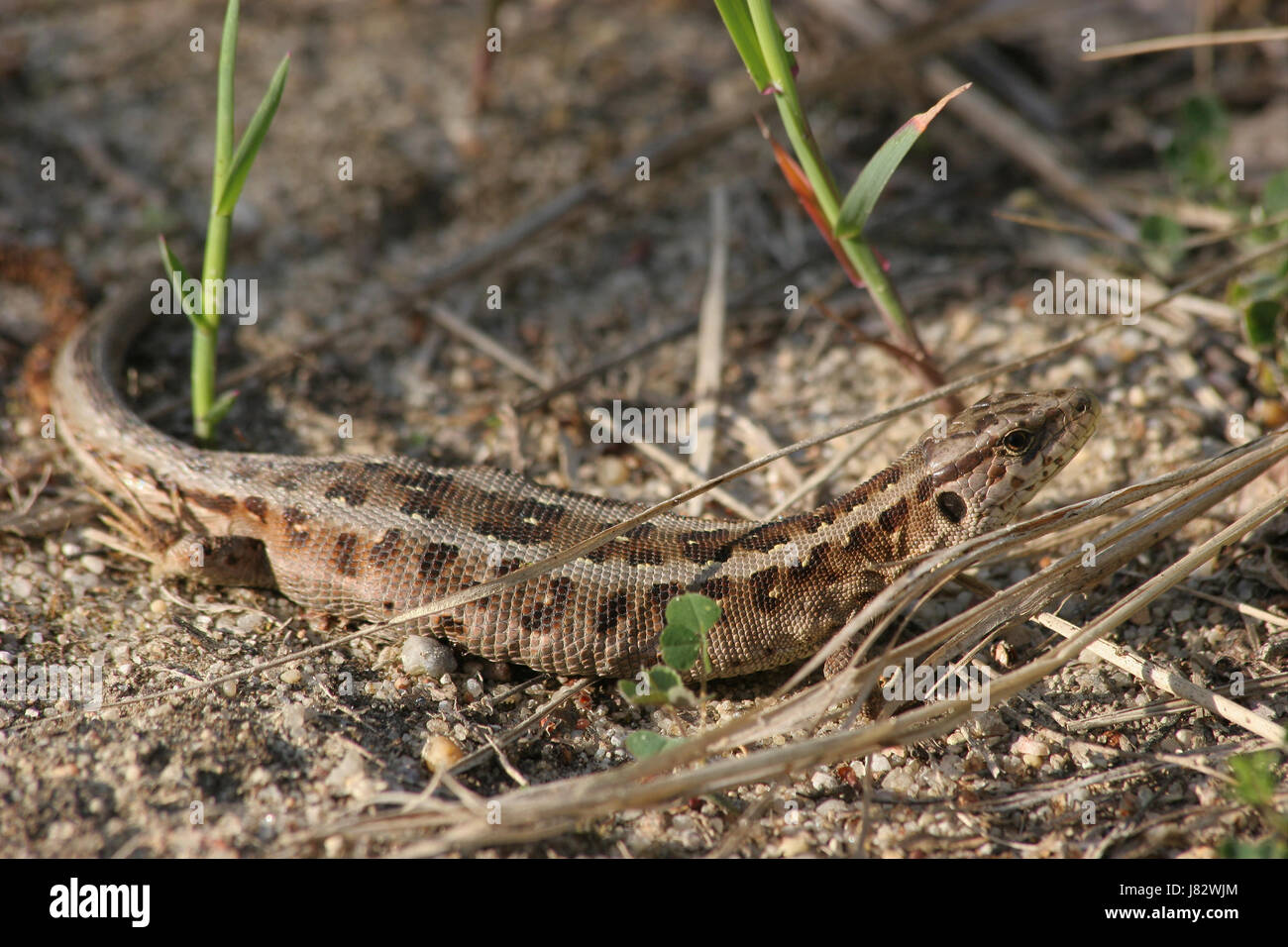 Zauneidechse (Lacerta Agilis) Stockfoto