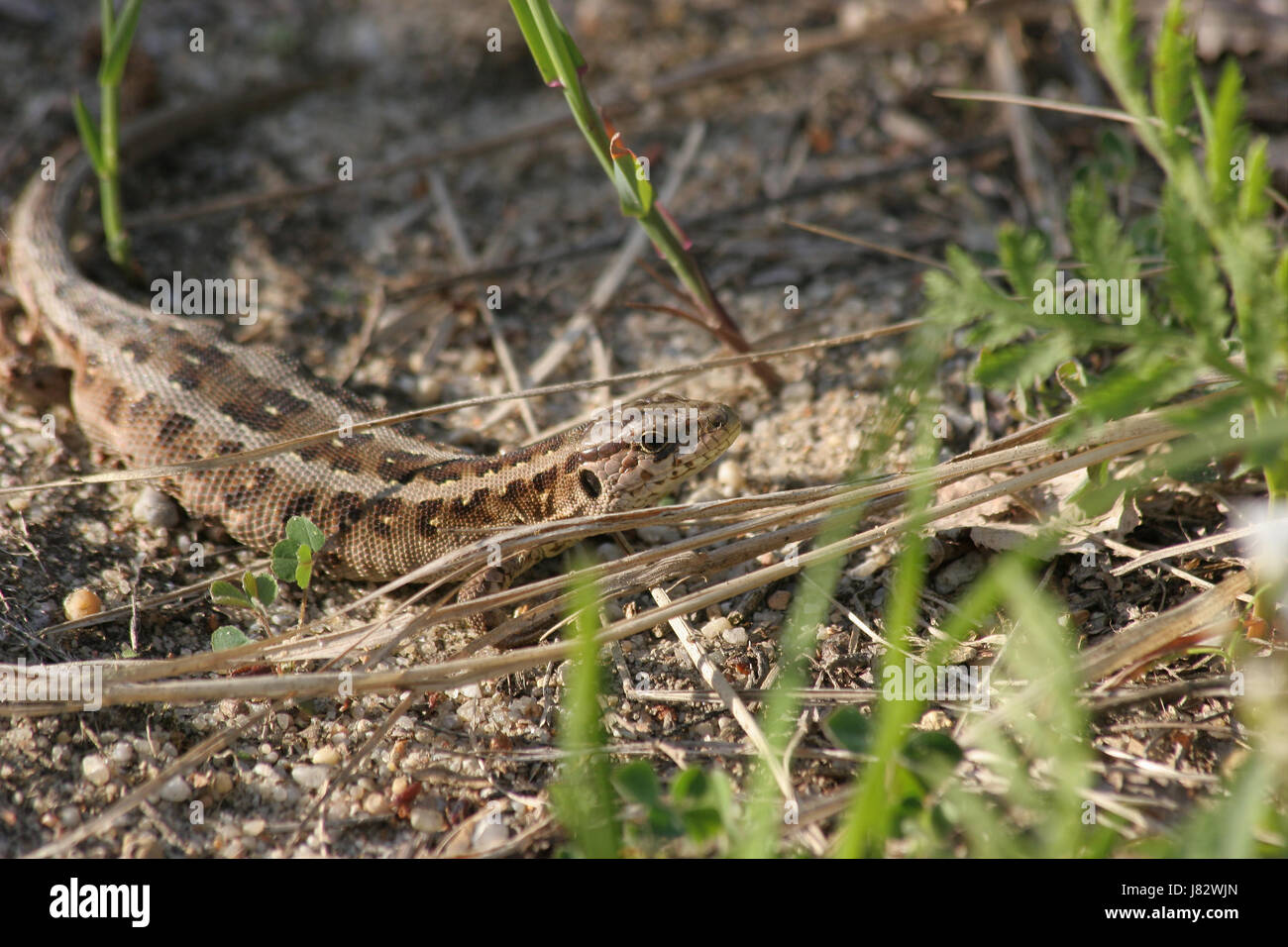 Zauneidechse (Lacerta Agilis) Stockfoto