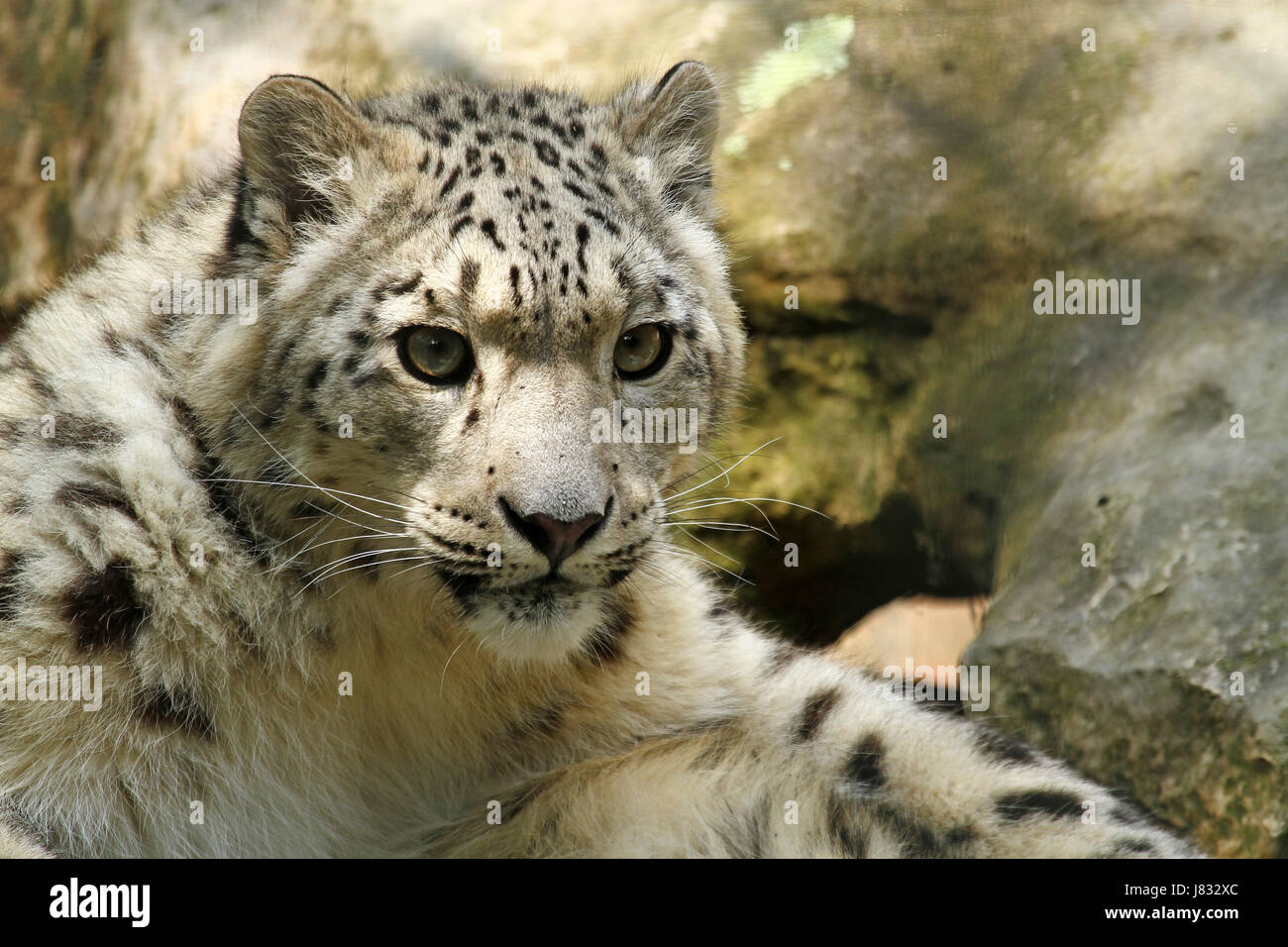 Säugetier Porträt Raubkatze Raubkatze Raubtier Pussycat Katze Hauskatze Stockfoto