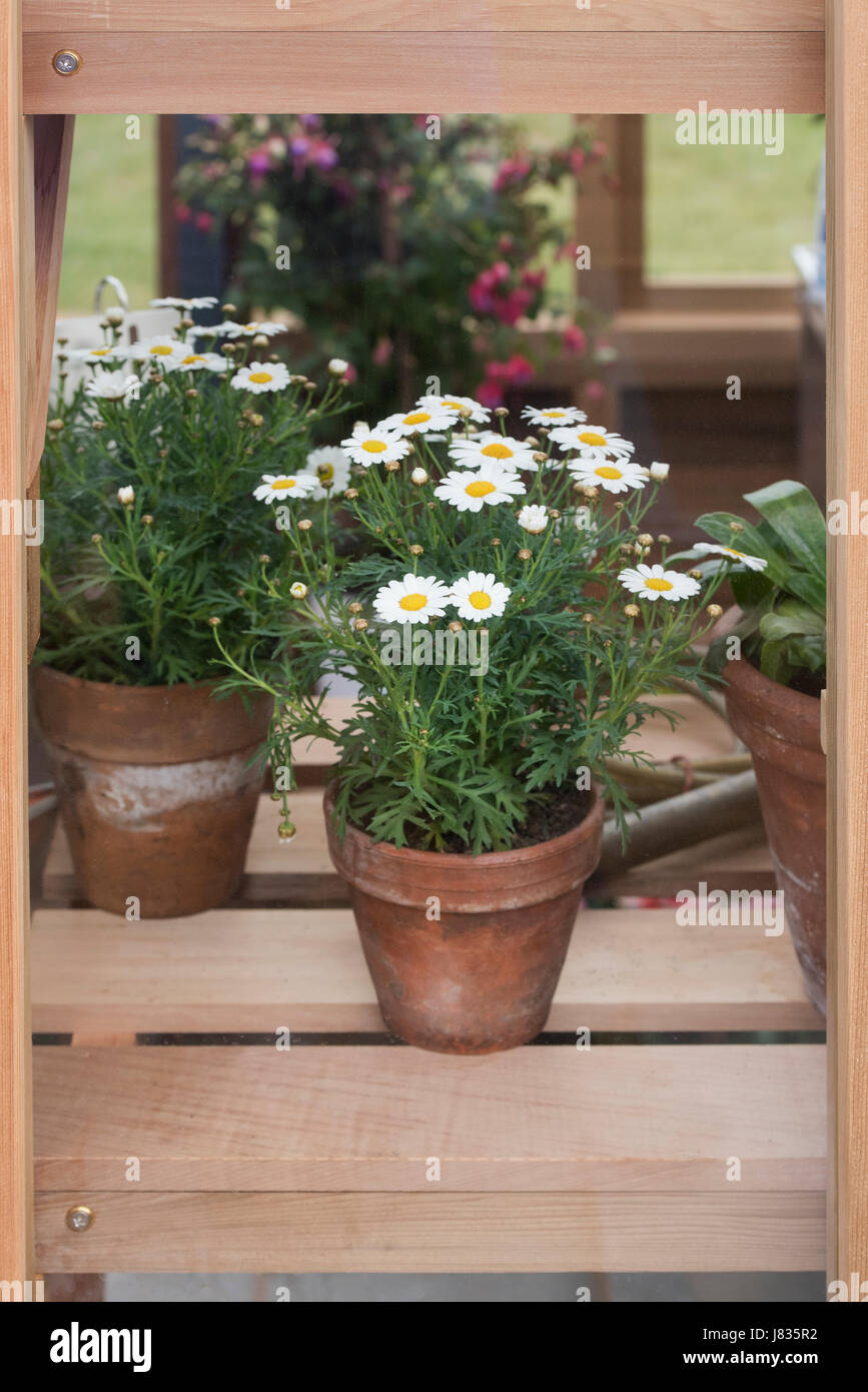 Argyranthemum Frutescens. Weiße Margerite Daisy Blumen in Blumentöpfen in einem Gewächshaus auf eine Blume zeigen. UK Stockfoto