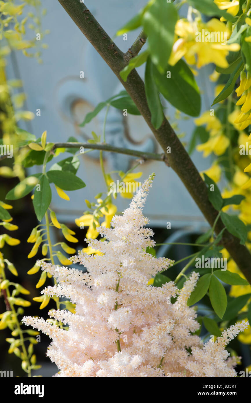 Astilbe X arendsii. Falsche Goatsbeard Blumen an eine Frühlingsblume zeigen. UK Stockfoto