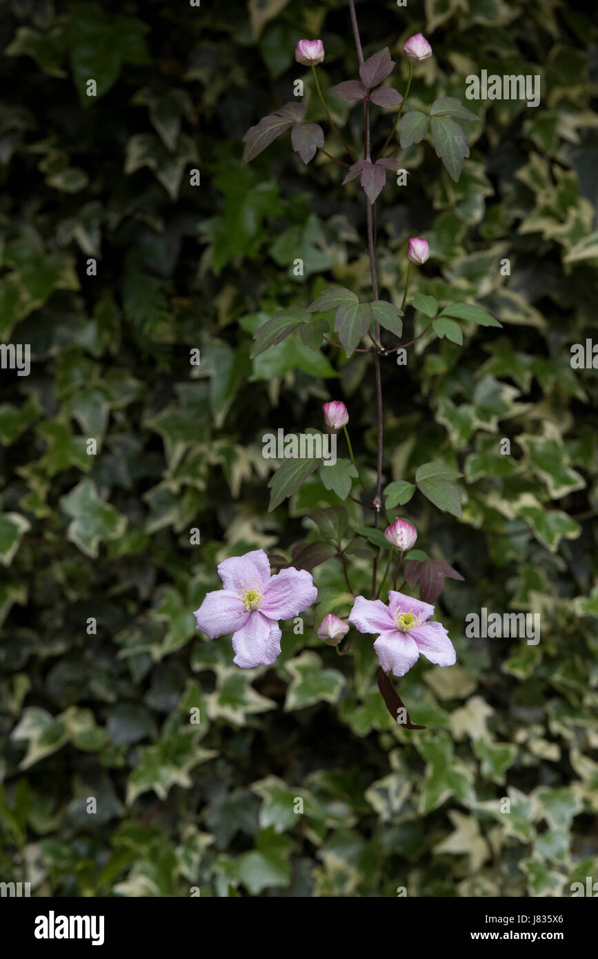 Clematis Montana var Rubens "Elizabeth". Clematis Montana Elizabeth Blumen vor Ivy in einem Garten. UK Stockfoto