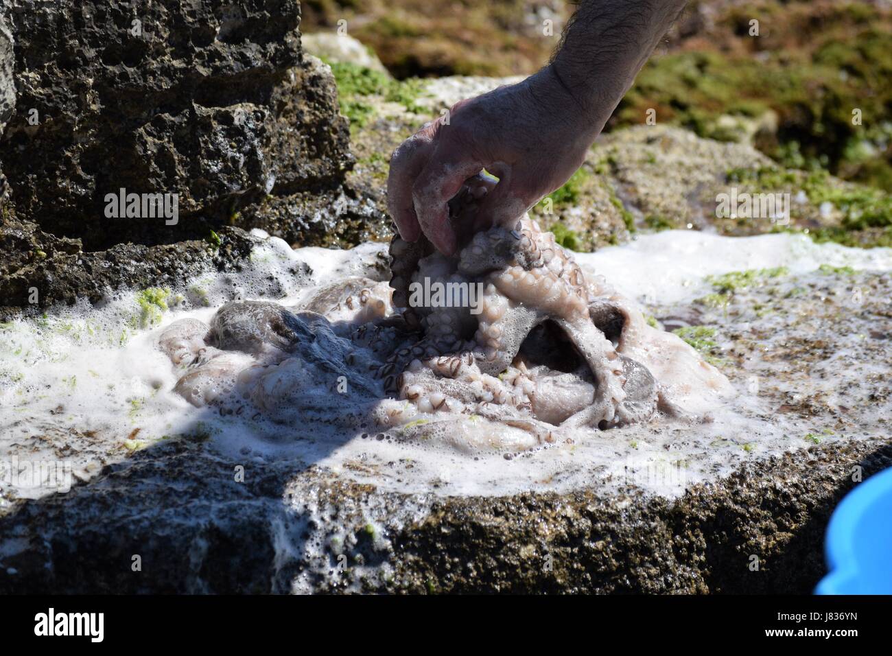 Menschliche Hand arbeiten an Octopus auf den Felsen Stockfoto