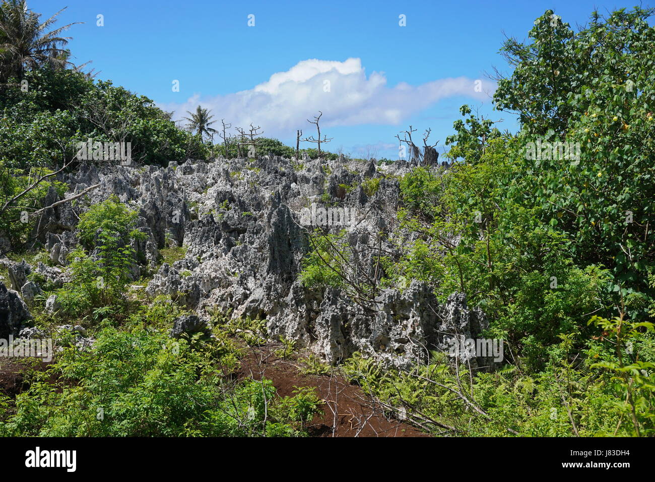 Zerklüftete Landschaft auf der Insel Rurutu mit vielen erodierte Kalkstein Felsen, Französisch-Polynesien, Südpazifik, Australes Archipel Stockfoto