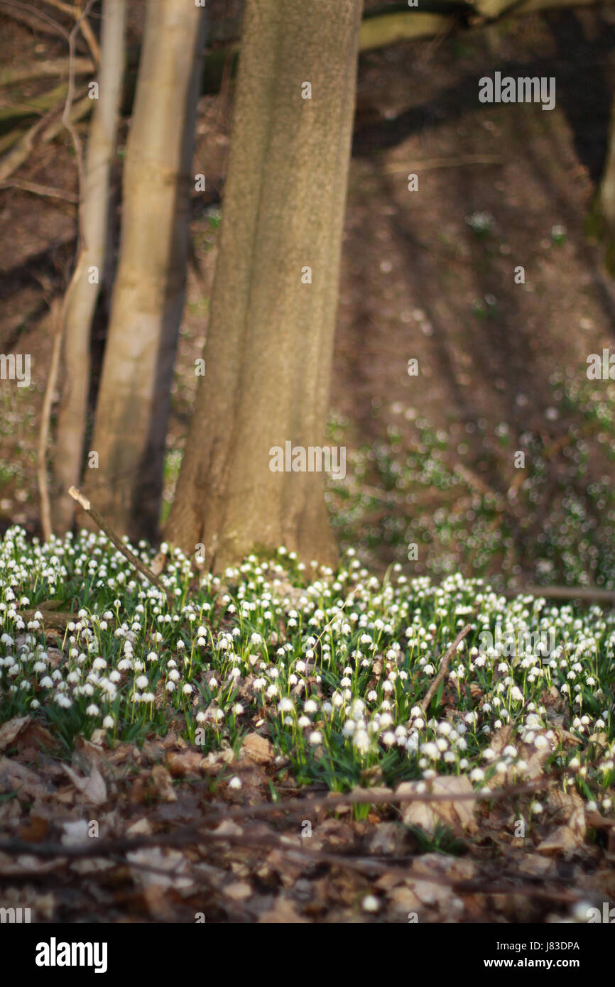 Frühling Mutterboden Sachsen-Anhalt Baum Bäume Blume Pflanze Flora blank Europäischen Stockfoto