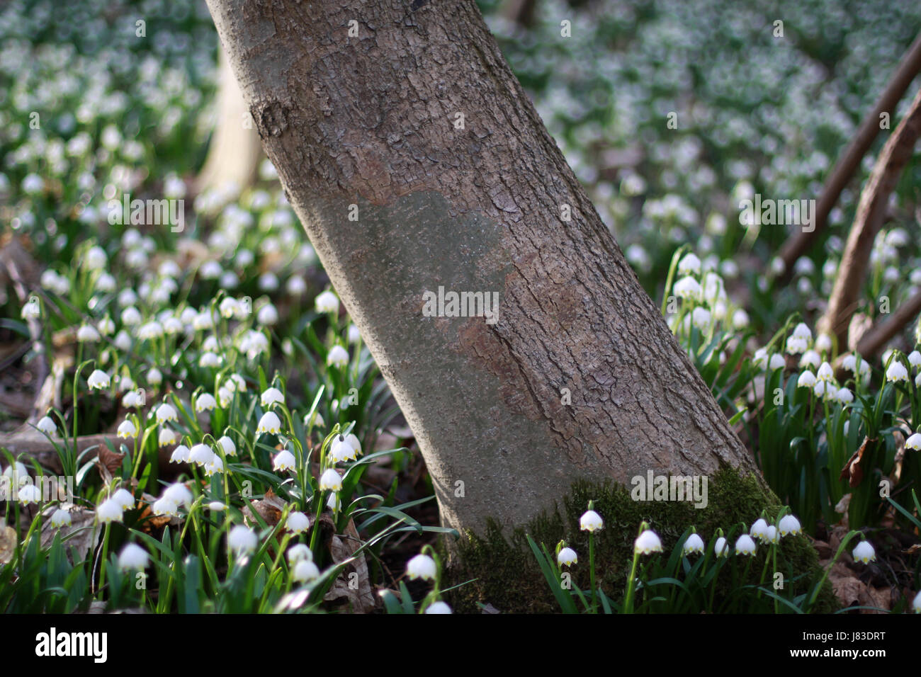 Frühling Mutterboden Sachsen-Anhalt Baum Bäume Blume Pflanze Flora blank Europäischen Stockfoto