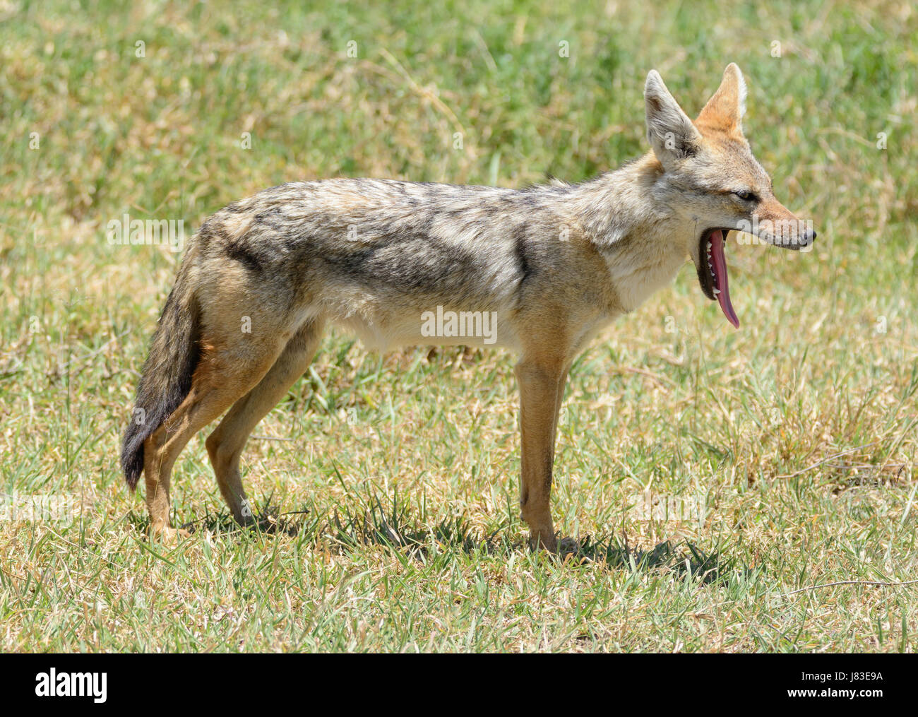 Nilpferd brüllen Stockfoto