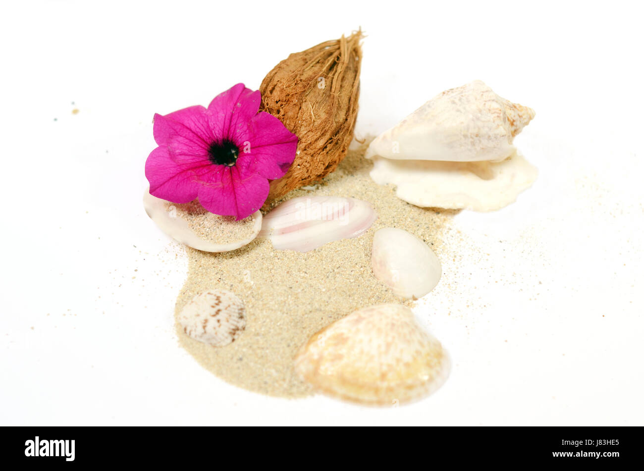 Anordnung mit Muscheln Sand und Blume Stockfoto