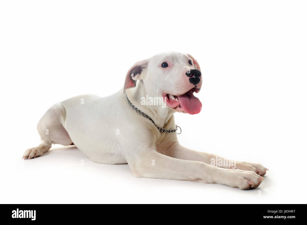 Tier Haustier Studio Welpen eine Dogge Hunde reinrassigen Pedigree zum Verrücktwerden pert Stockfoto
